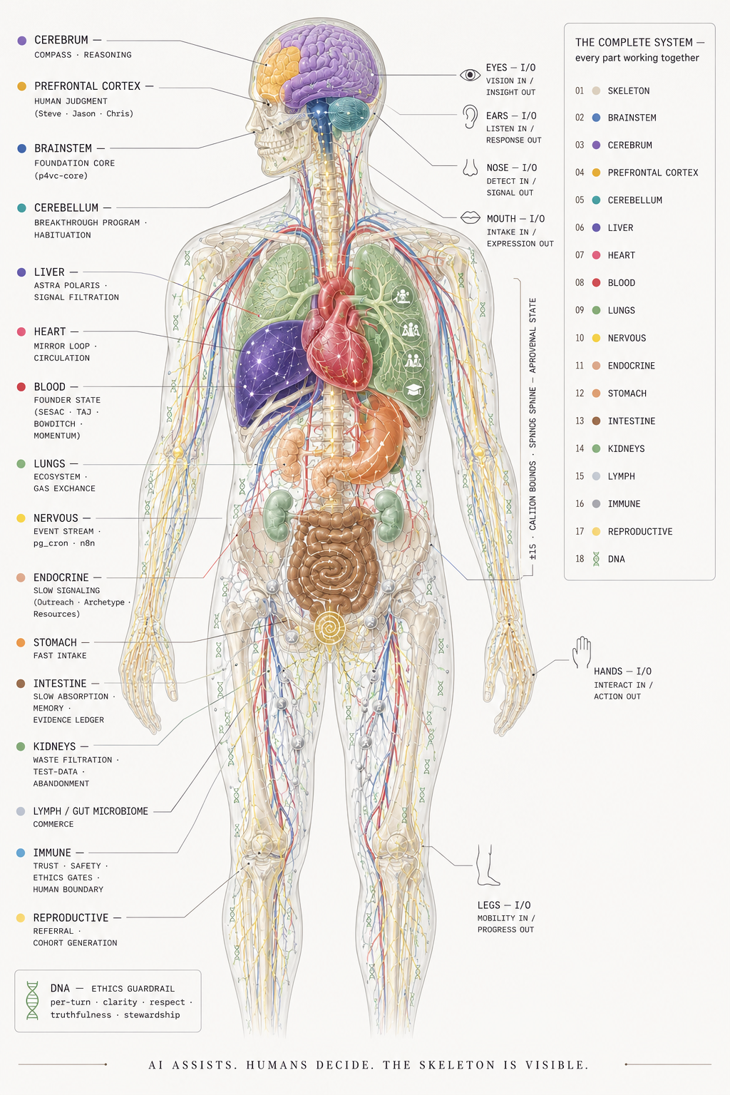 P4VC AI Organism — eighteen-organ anatomy with skeleton